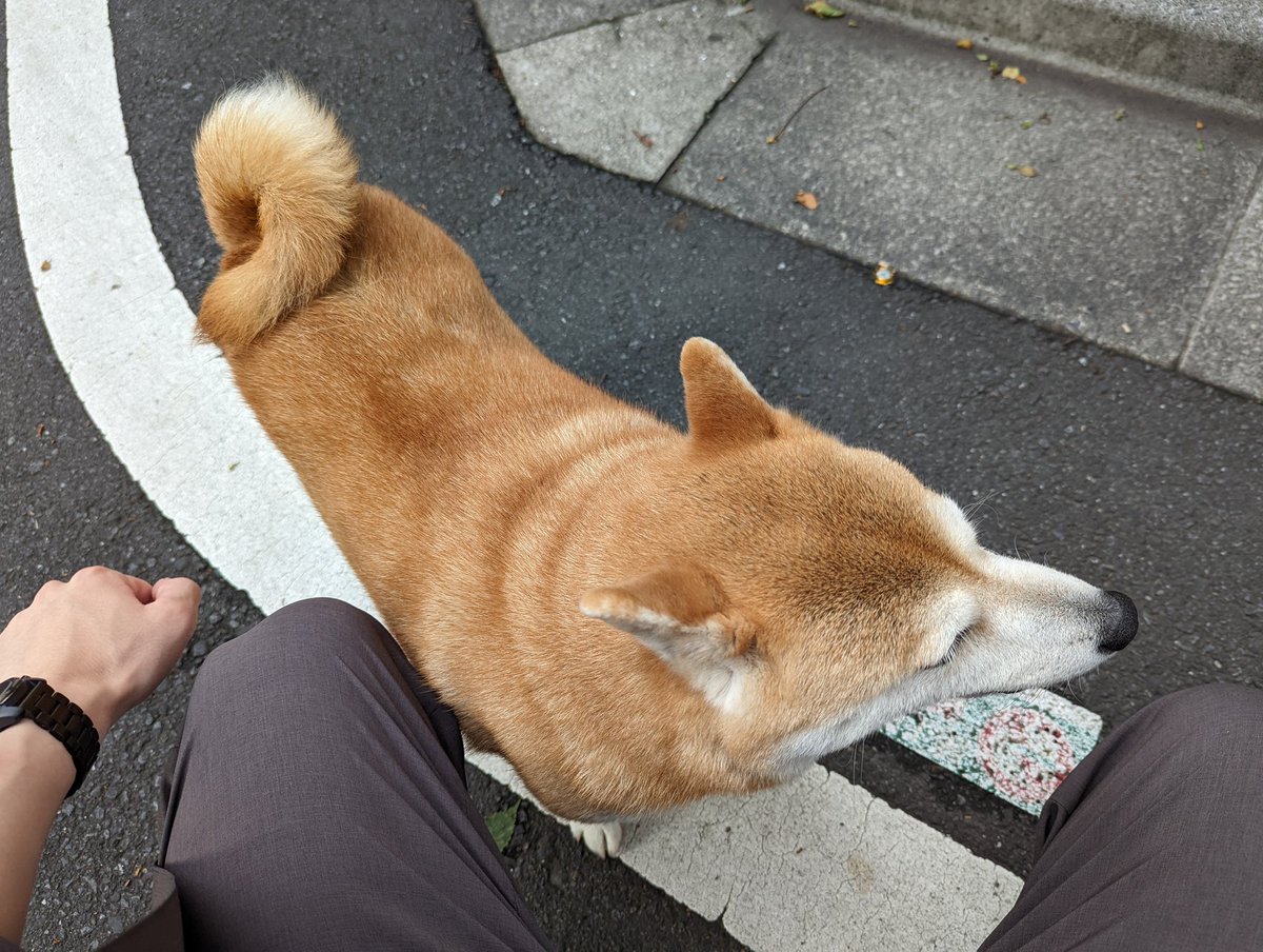 迷子犬 05 14 土 の17 頃 豊島区役所付近で首輪無しで歩いている柴犬が発見されました ファミリーマート豊島南池袋三丁目店横にて男性が一人で保護しているのを見つけ 協力して警察に届けさせていただきました 豊島区役所の近くから歩いてきていたとのことです