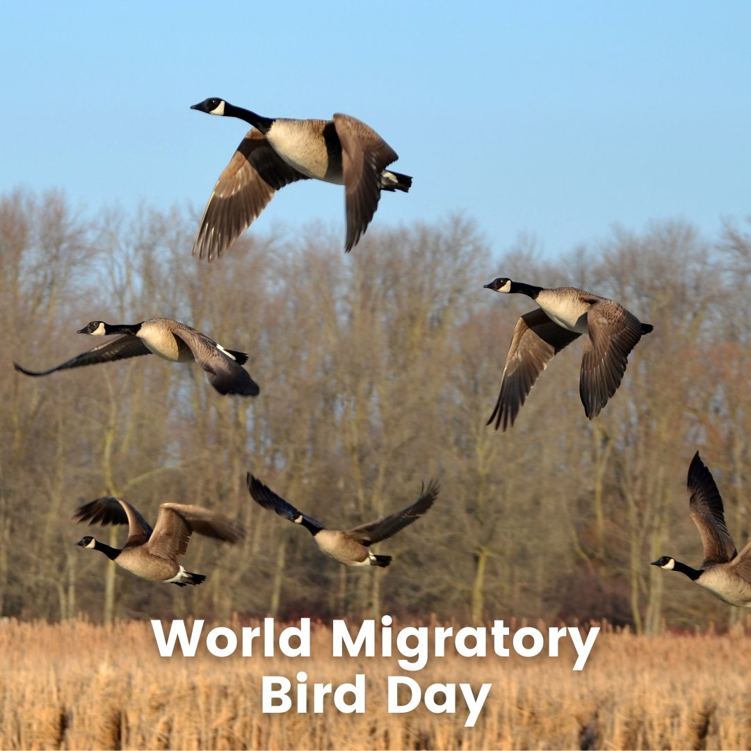 Wildnote tweet media