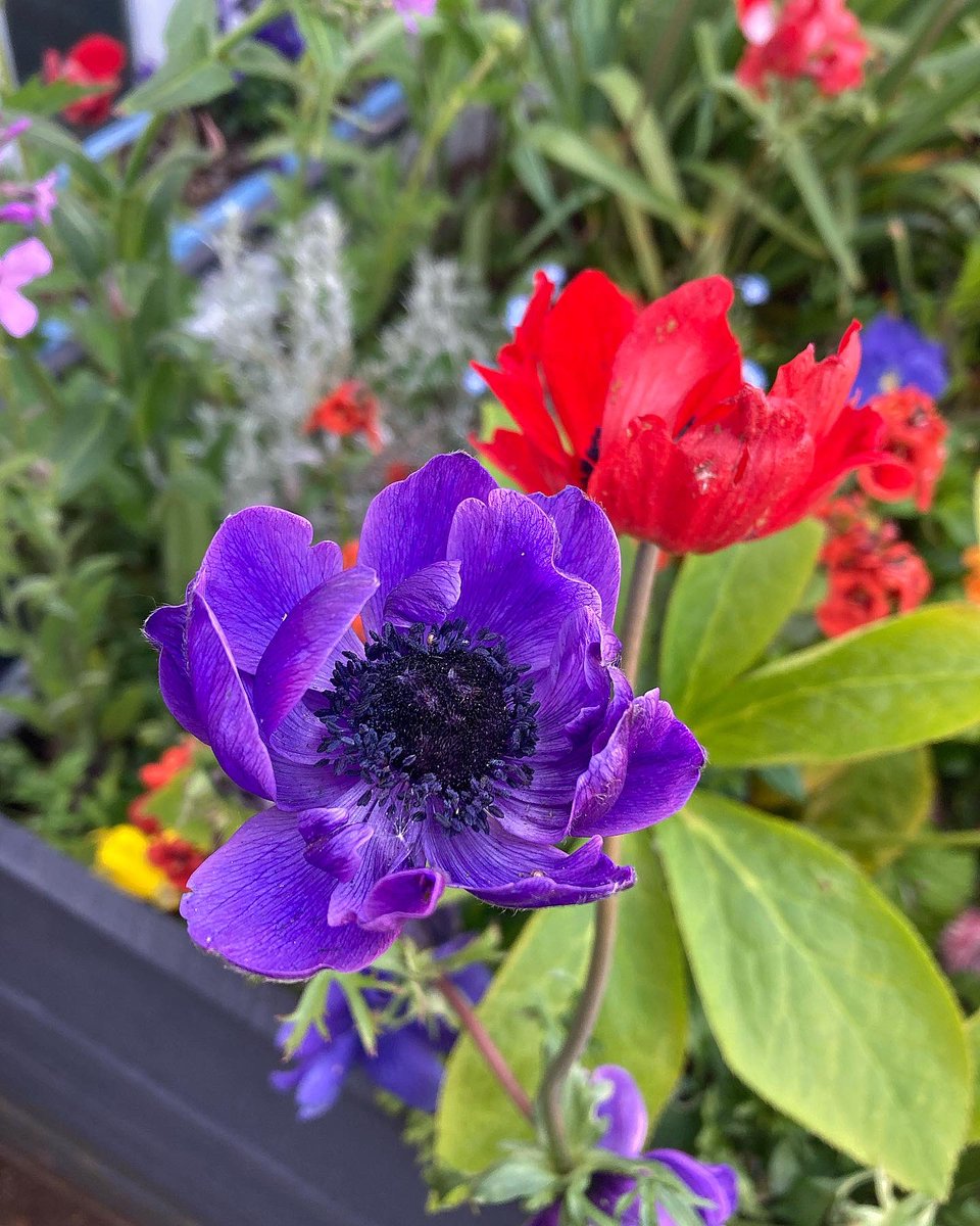 ThePottingYard's tweet photo. 🌸🌼Some pictures of the flower beds filling up nicely 🌸🌼#gardening #GardenersWorld #ukgarden #urbangarden #TwitterNatureCommunity #flowers #plants #weekendgarden #gardenblog #GardeningTwitter #gardenshour https://t.co/aJZpQR8a73