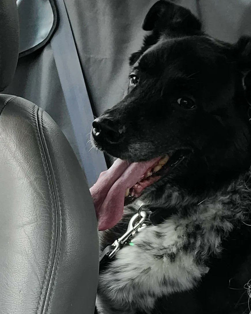 The Elusive Mr.Murdock was sort of camera shy today, but behaved like a champ at the vet. He got his annuals, refils on meds and even lost 7 lbs/3 kgs!!! Way to go Murdock!!! #bordercolliemix #patientboy #TheElusiveMrMurdock #vaccinationstreet #dogsoftwitter