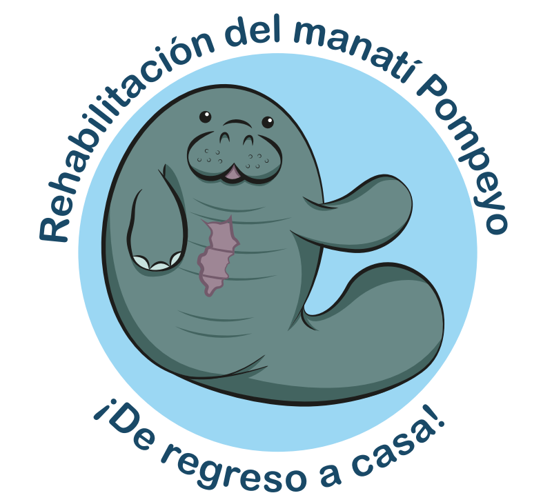 savethemanatee's tweet photo. International Update!
Pompeyo, an orphan rescued and undergoing rehab in Mexico  in the facilities of the Center for Care and Rehabilitation of Aquatic Mammals is doing great! We provided funding for formula &amp; our partners work w/ the local community on various outreach efforts. https://t.co/MxbxgfMaUi