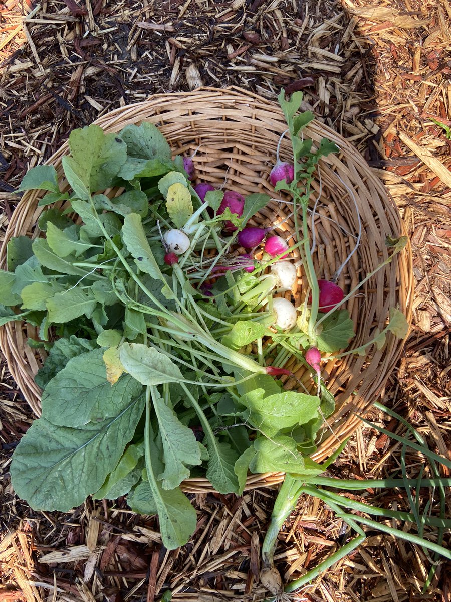 Madison Nicholson tweet media