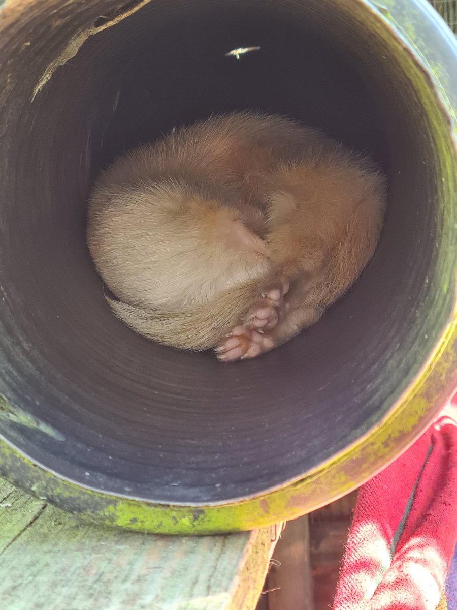 dookandstash's tweet photo. When it's hot I like to nap in a black tube on the sunshine 🌞 https://t.co/ADs7NPF4nv