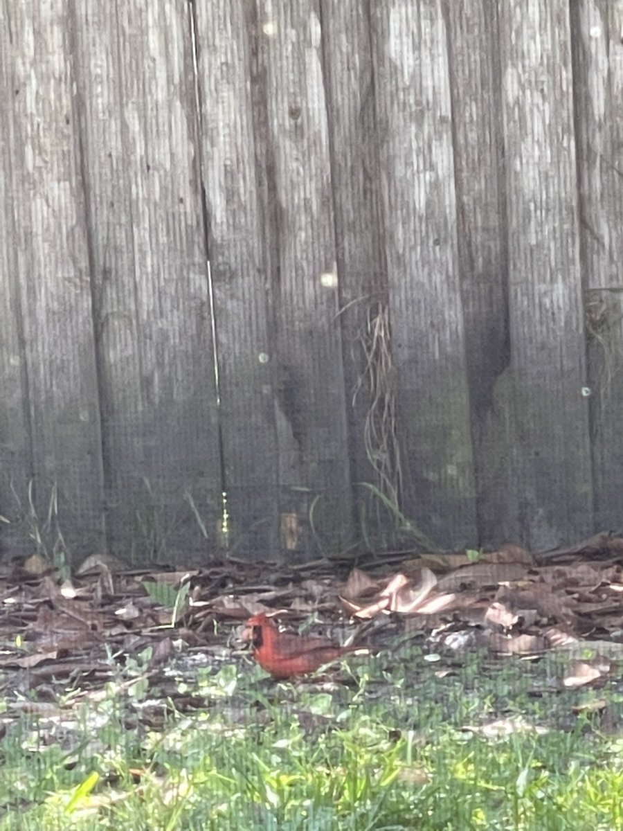 Only_Slabs's tweet photo. Oh shit theirs a @AZCardinals in my backyard! https://t.co/7PvXEnnkbn