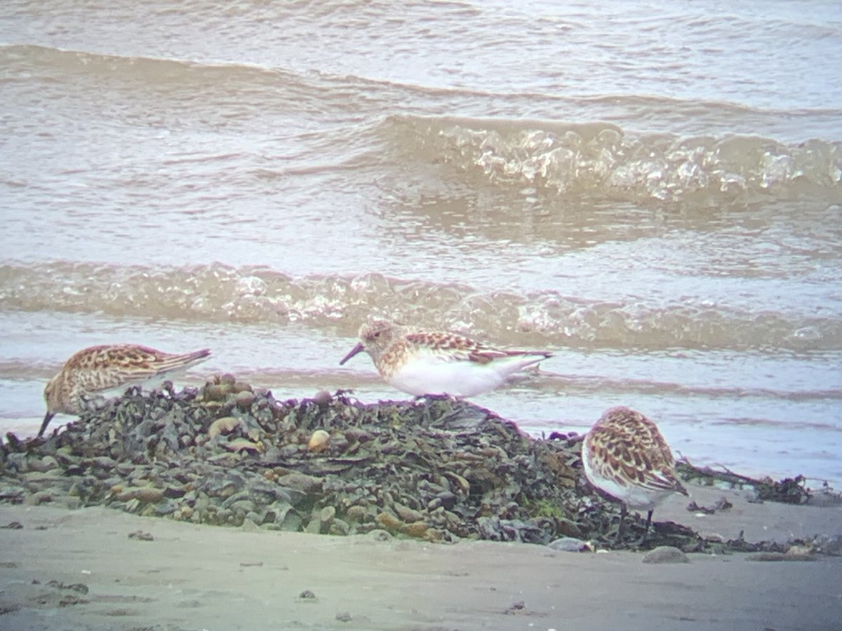 BirdingScot's tweet photo. Cracking views of this Curlew Sandpiper on the Eden Estuary today, along with summer plumage Grey Plovers, Sanderling and Turnstone- things livening up at last!  @FifeBirdNews #birding https://t.co/4VhpZMKRIp