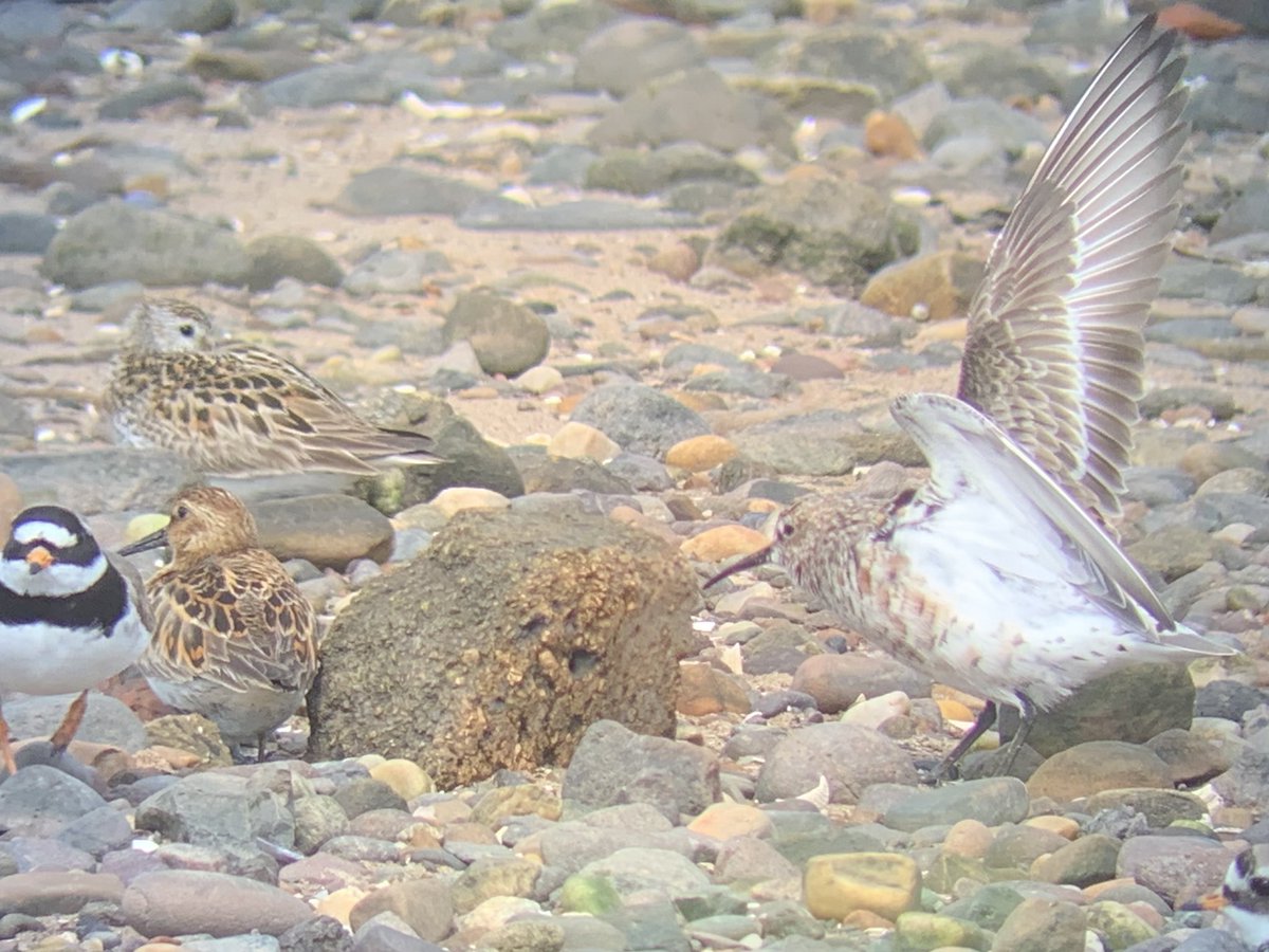 BirdingScot's tweet photo. Cracking views of this Curlew Sandpiper on the Eden Estuary today, along with summer plumage Grey Plovers, Sanderling and Turnstone- things livening up at last!  @FifeBirdNews #birding https://t.co/4VhpZMKRIp