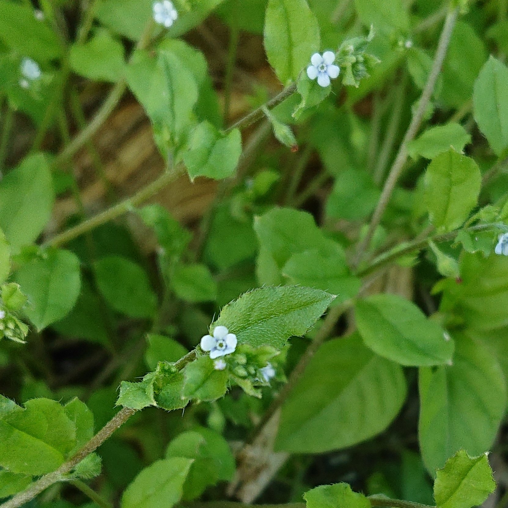 モロコ ハナイバナ キュウリグサに似た花を付けるムラサキ科の植物 道端などで見られ 一年草か越年草で過ごす キュウリグサやノハラムラサキとは花の中央が黄色くならない点で見分けられる 植物 野草 花 ムラサキ科 T Co Soii8nnvgv