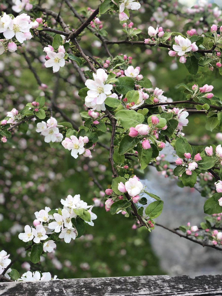 Couple days in Ukraine 🇺🇦 
#StopWarInUkraine 
I miss my home 😔
I want peace in #Ukraine️