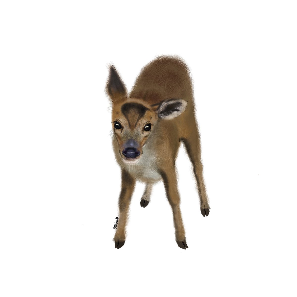 nishanth_srin's tweet photo. Fa'w'n moment
#indianmuntjac #digitalart #illustrationart #indianwildlife https://t.co/XcEmVsarub