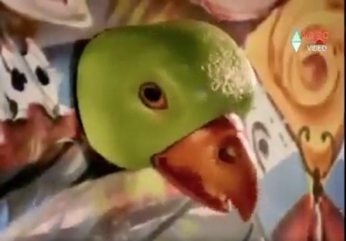 Mi cerebro al intentar dormir
facebook.com/watch/?v=34944…