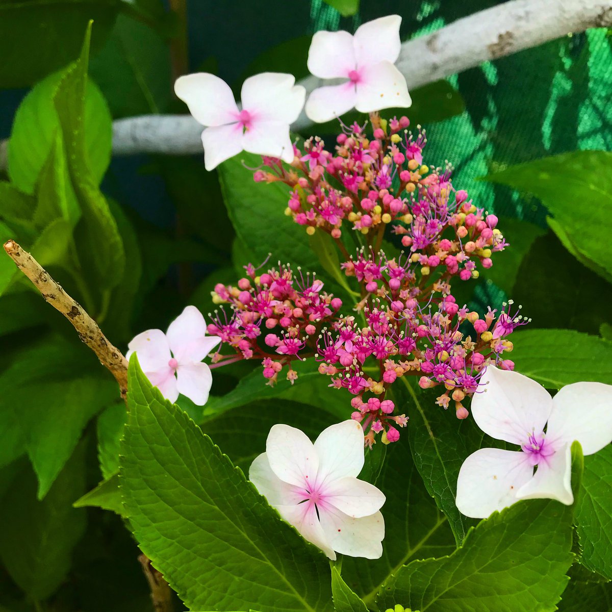 “Vefa bir emanettir. Emanetin kıymetini bilmeyen vefanın kıymetini ne bilsin.Insanlar başkalarının körü olmuş. 
Kendinden başka kimseyi görmüyor kimse.
"Ben" duvarını aşamayan ne emaneti bilir, ne de vefayı.”

 #GönülDağı