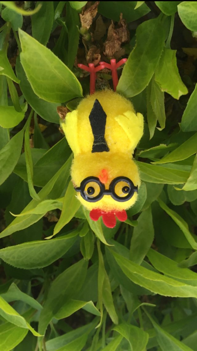 Managed to capture this extremely rare picture of the elusive Geeky Bird, which is known to sleep upside down and remain in a trance like state for months on end.