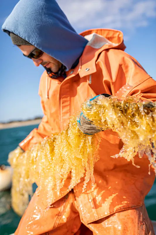 Can Seaweed Save the World? | The Martino Brothers are taking a gamble that there’s an appetite for the sugar kelp they’re harvesting off #MarthasVineyard – both as a climate change fighter and tasty addition to our plates. buff.ly/3CRP1AR #BluedotLiving <a href="/CottageCity/">Cottage City Oysters</a>