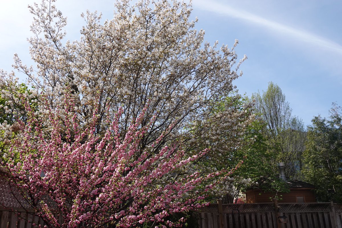 Jade37768636's tweet photo. #floweringtrees https://t.co/5YscCc1lm6