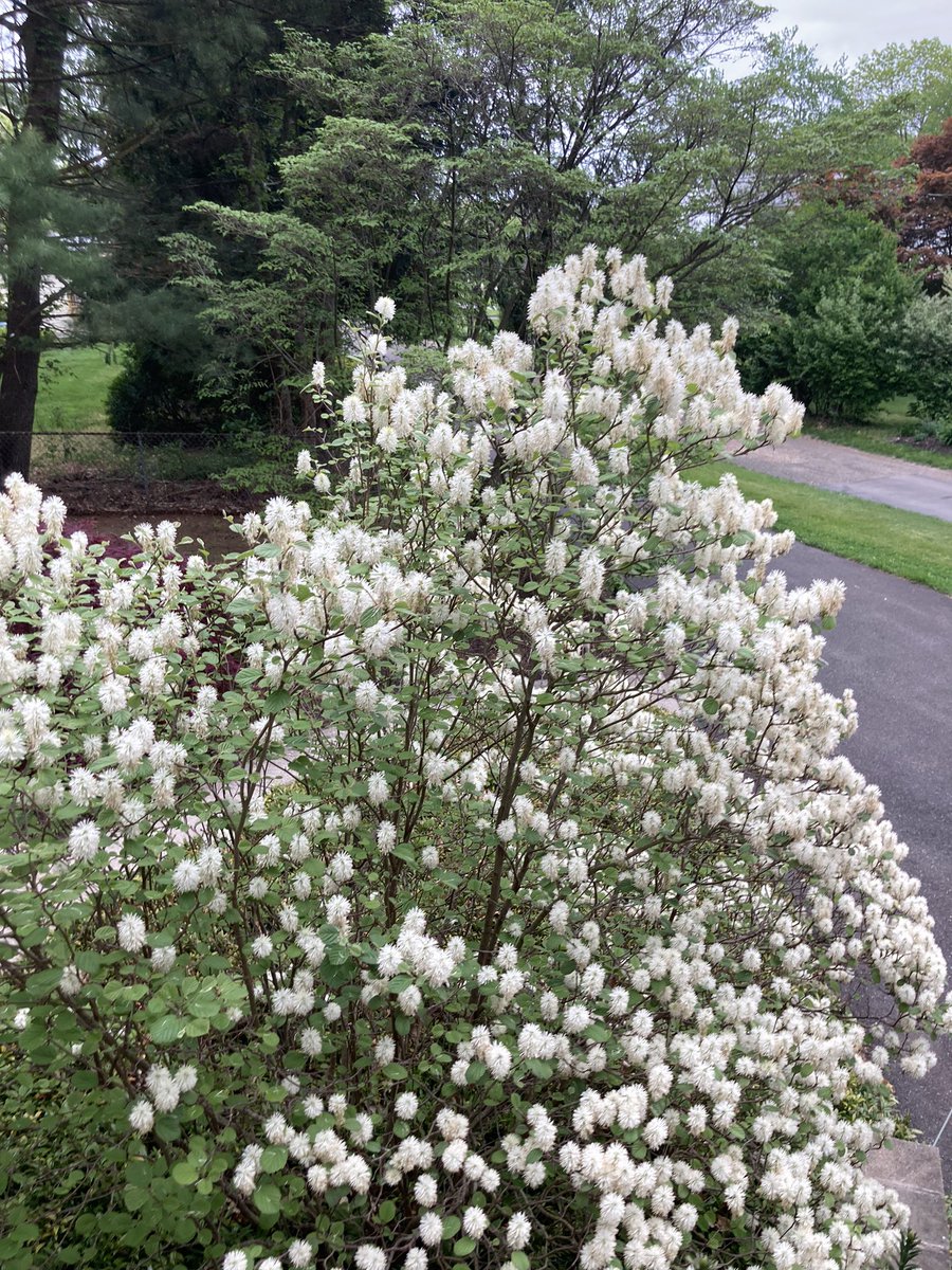 Aesculus parviflora. Bottlebrush buckeye plant. Native to SE US . Blooms- July but mine is blooming now. Go figure. there is a bottlebrush native to Australia but it is Callisteum,often red, looks similar but not same. I did look this up but corrections welcome.