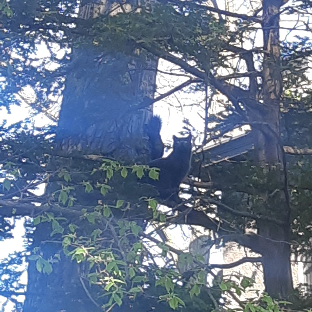 BirdingBS's tweet photo. What I see vs. What my Ebird reviewer sees. https://t.co/CeNez2gpHi
