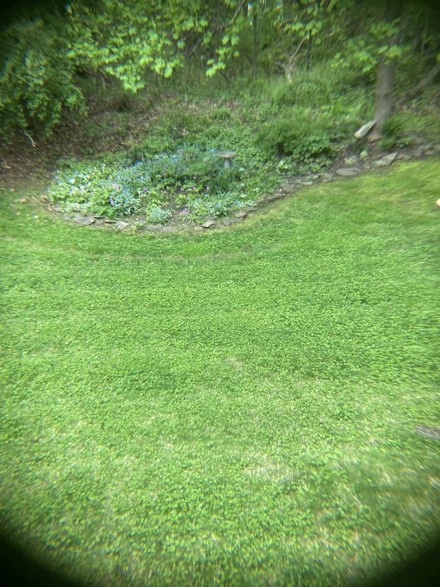 My Yang hillside mostly shade garden with mostly spring blooming plants but does have hellebores which are long lasting. Looking for a summer bloomer that can tolerate dry, shady conditions. Hosta were 99% eaten by deer so I stopped.