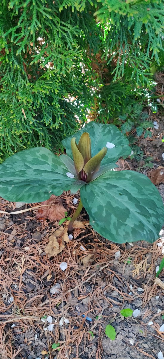 PELCteacher's tweet photo. @Jill_Pattison I'm so happy to have my trilliums come back every year. 🌱I hope you have some at your new place! 💚 https://t.co/ggFgj8BMQf