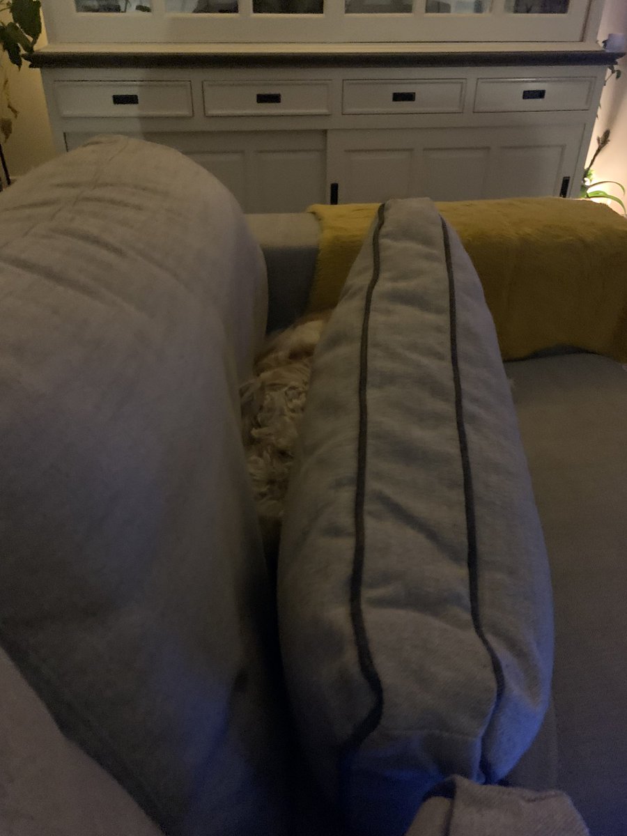 jopean's tweet photo. Onze hond duikt onder  #ESC2022 https://t.co/0jnesMrLr6