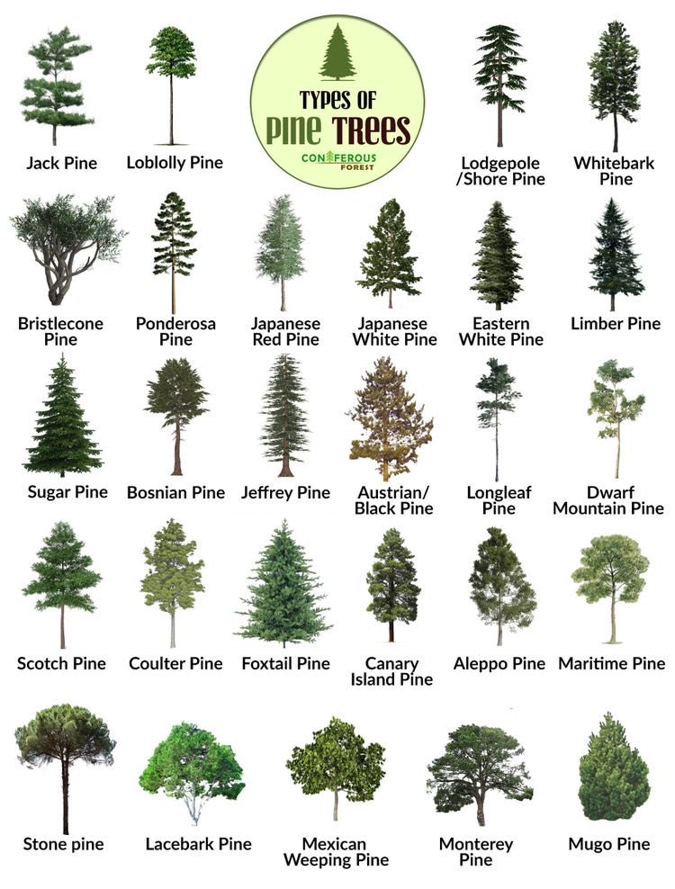 Pine chart