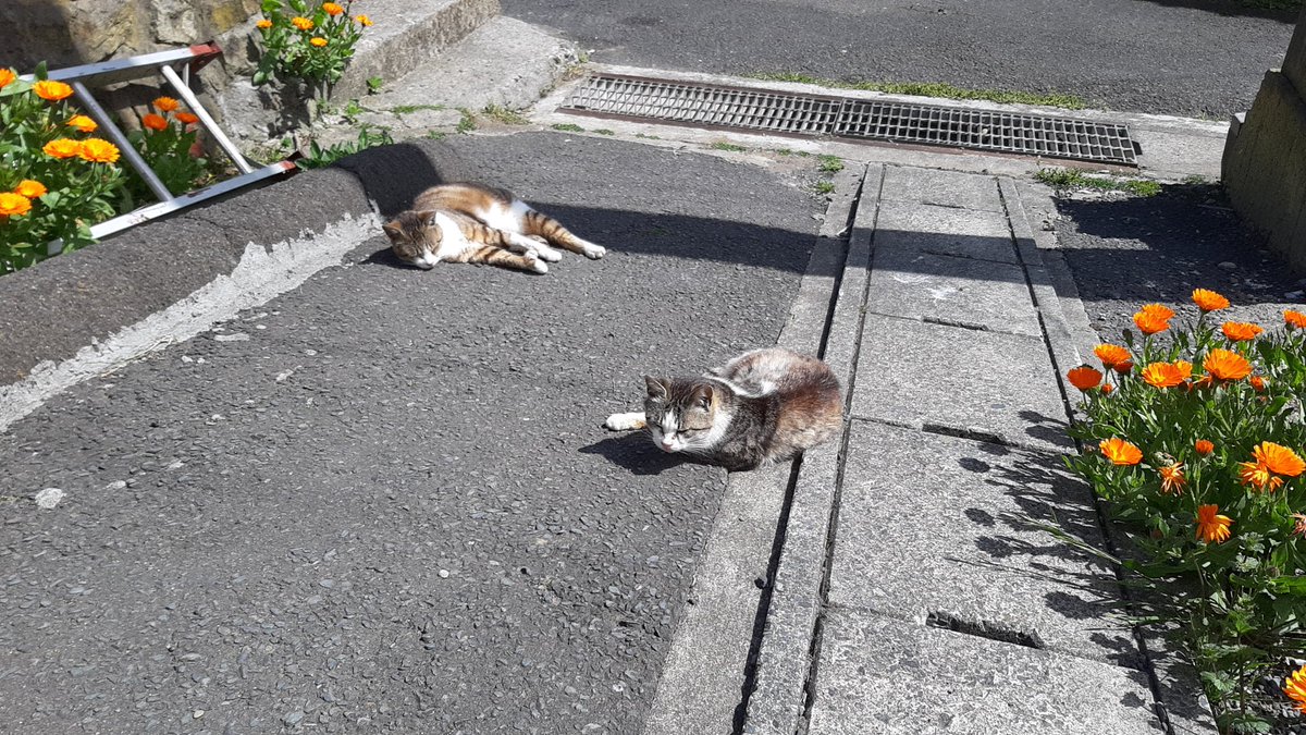 hicaru00's tweet photo. 念願の田代島
ネコ飼いたくなった……… https://t.co/eqYVxKbTSG