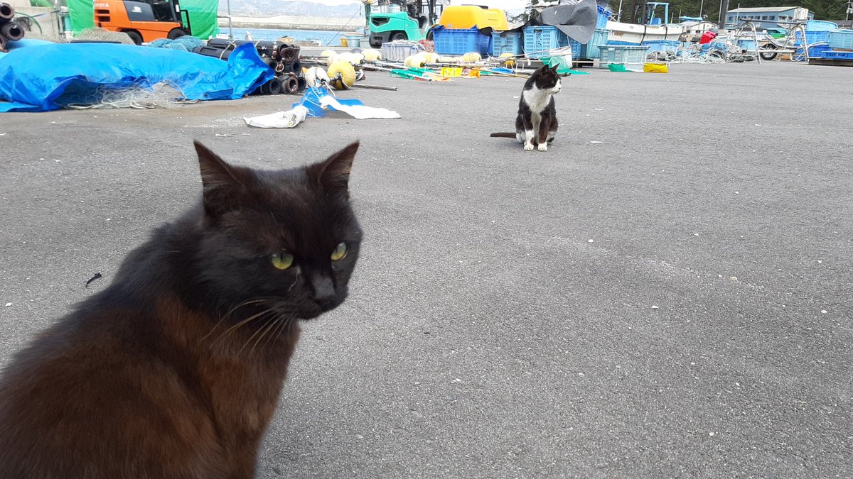 hicaru00's tweet photo. 念願の田代島
ネコ飼いたくなった……… https://t.co/eqYVxKbTSG