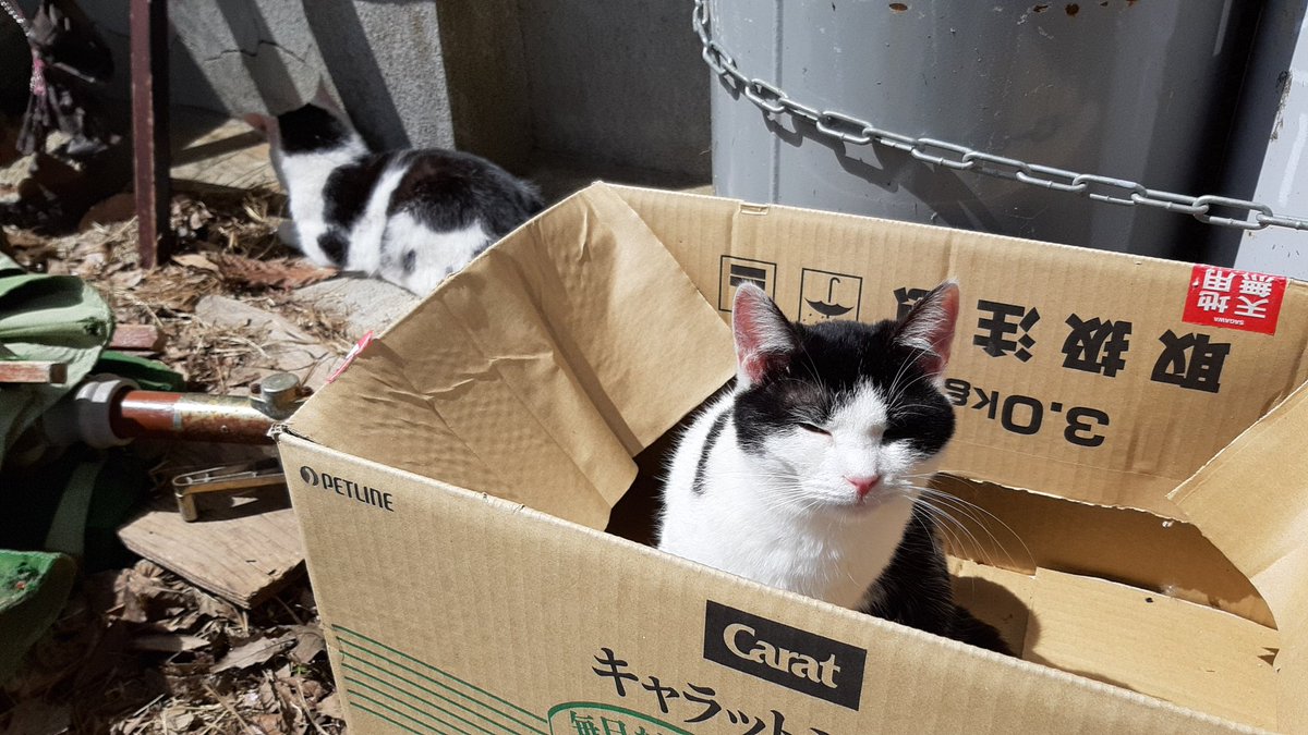 hicaru00's tweet photo. 念願の田代島
ネコ飼いたくなった……… https://t.co/eqYVxKbTSG
