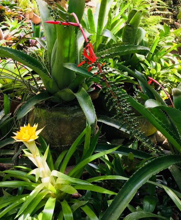 orquibor's tweet photo. Guzmania zahnii y Aechmea bracteata. Jardín de Yeiny Monserrat. Margarita. Vzla #plansomething
#Homegarden
#Mothorchids
#aechmea
#billbergia
#tillandsia
#plantstagrsm
#noeregelia
#orquideabrasil
#orquidealovers
#orquideamaravilhosas
#bromelias #orquibor
#orquiborbromelias https://t.co/2ZVLpCS8FR
