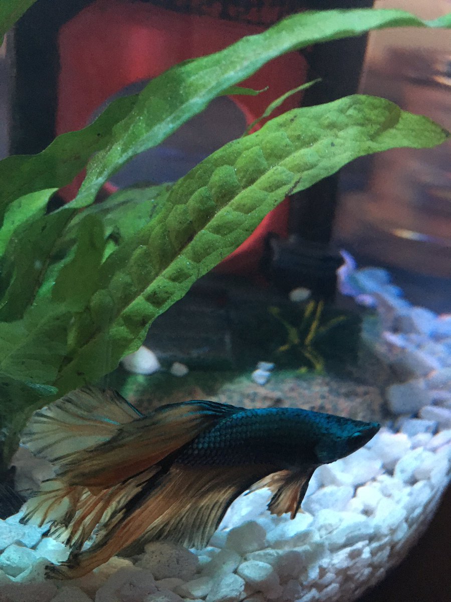 CarouselCarl's tweet photo. Also, please look at my fish. His name is fish stick https://t.co/oDDPelQ1mN