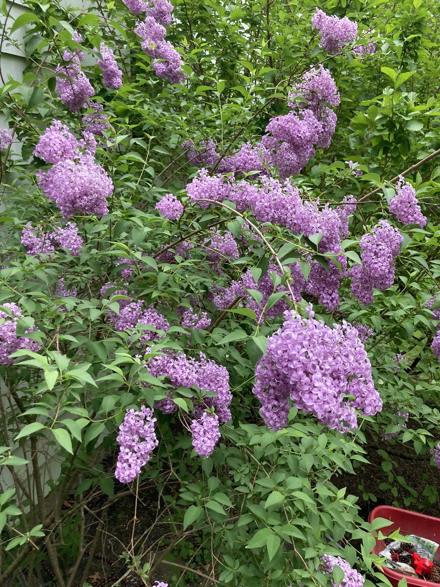 Enjoying the scent of my Syringa vulgara ( pretty sure that’s it but not completely) , lilac, on this cloudy , humid day with a faintly cool breeze passing as night falls.