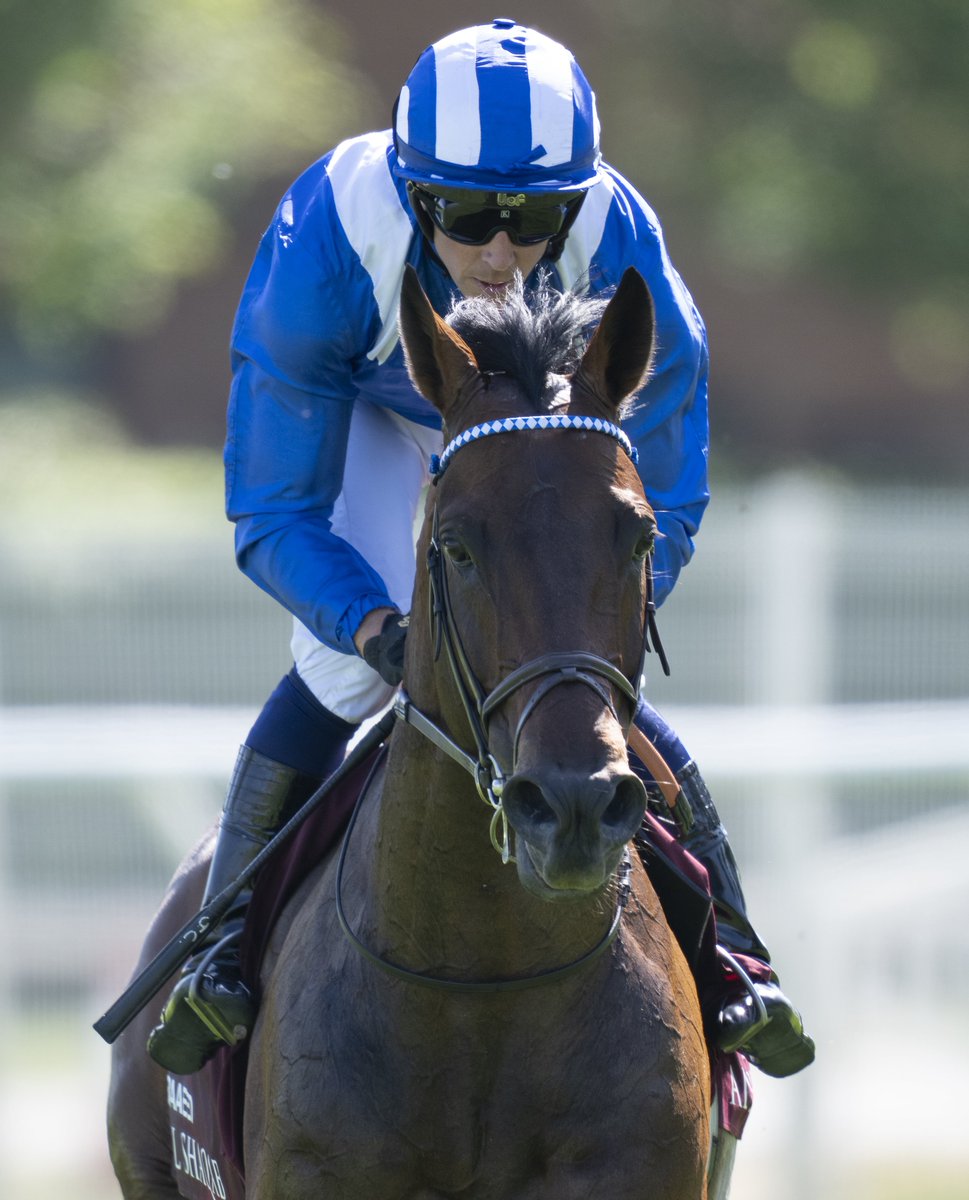 RacingPost's tweet photo. B A A E E D 💙 https://t.co/GrfpO7s89z