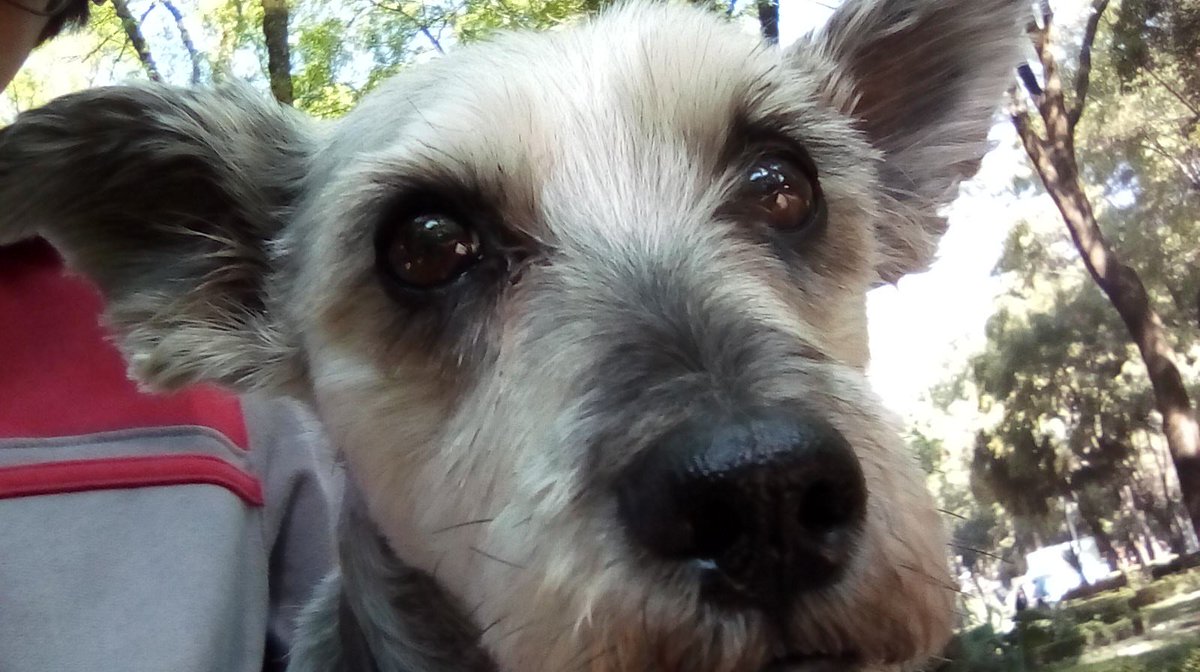 M A P A C H E 🦝 S W I F T 🇲🇽🇮🇹🇬🇧🇨🇭 tweet media