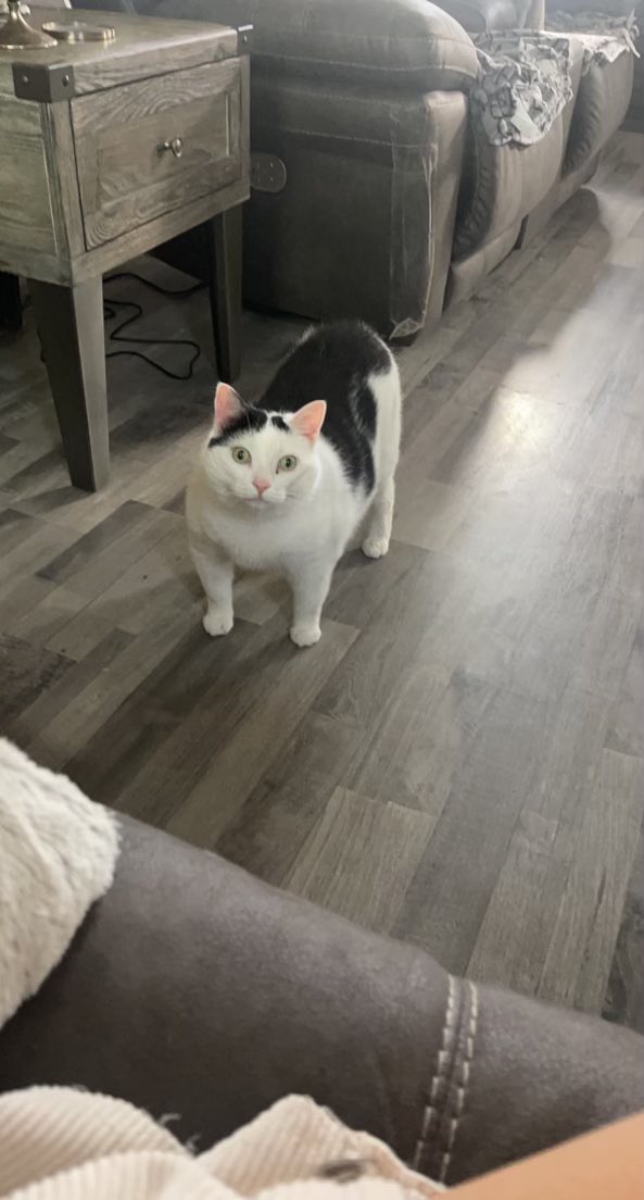 AlexisGish's tweet photo. <3 big kitty stan for life https://t.co/Y3Hj99UIOE