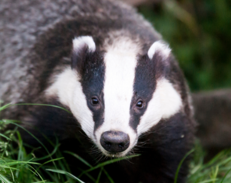 En #France, les #chasseurs massacrent avec une cruauté inouïe ces pauvres #animaux 😭

Le 15 mai 2022, pour la journée mondiale des #Blaireaux, nous disons NON à ces horribles tueries !🛑

#JAimeLesBlaireaux #JMBlaireaux #JeSuisUnBlaireau #CestQuileBlaireau #StopDeterrage #nature