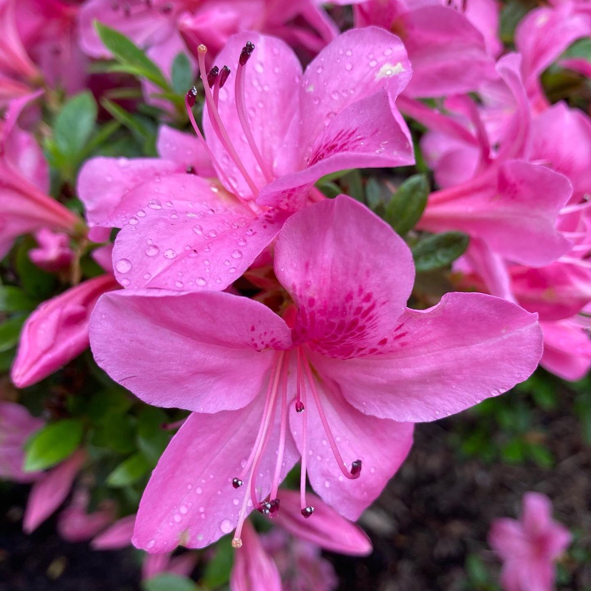 CollieCrusader's tweet photo. Iβve got my eye π on the prize of pink petal perfection. πΈπΊπΌ
#azaleas #collieflower #winkingdog #collie https://t.co/73iQyu6S63