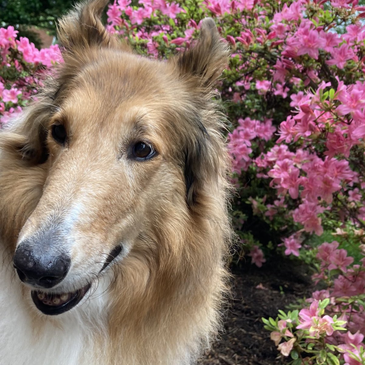 CollieCrusader's tweet photo. Iβve got my eye π on the prize of pink petal perfection. πΈπΊπΌ
#azaleas #collieflower #winkingdog #collie https://t.co/73iQyu6S63
