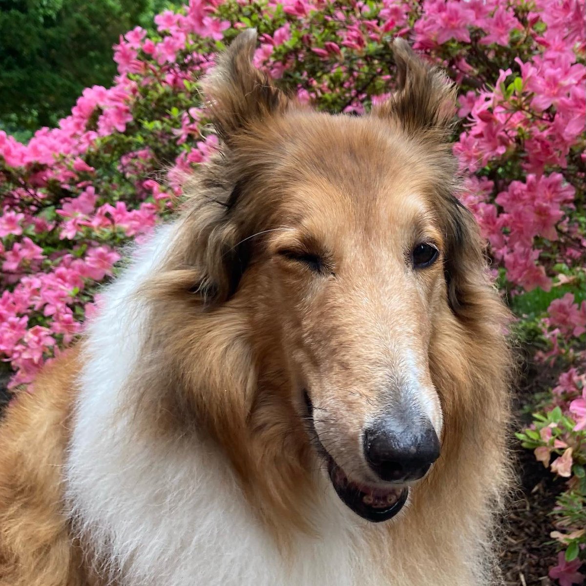 CollieCrusader's tweet photo. Iβve got my eye π on the prize of pink petal perfection. πΈπΊπΌ
#azaleas #collieflower #winkingdog #collie https://t.co/73iQyu6S63