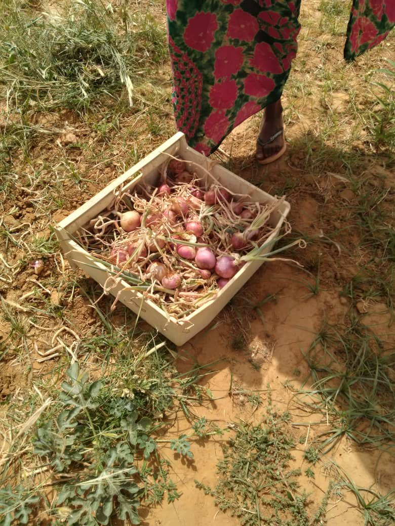 AFPHY1's tweet photo. Première récolte du projet WAJE (women agriculture Job empowerment), une initiative d’ @AFPHY1 au profit de 102 femmes en milieu rural, financée par #silentwork et #wildeganzen 🎉 https://t.co/kPgallfh1e