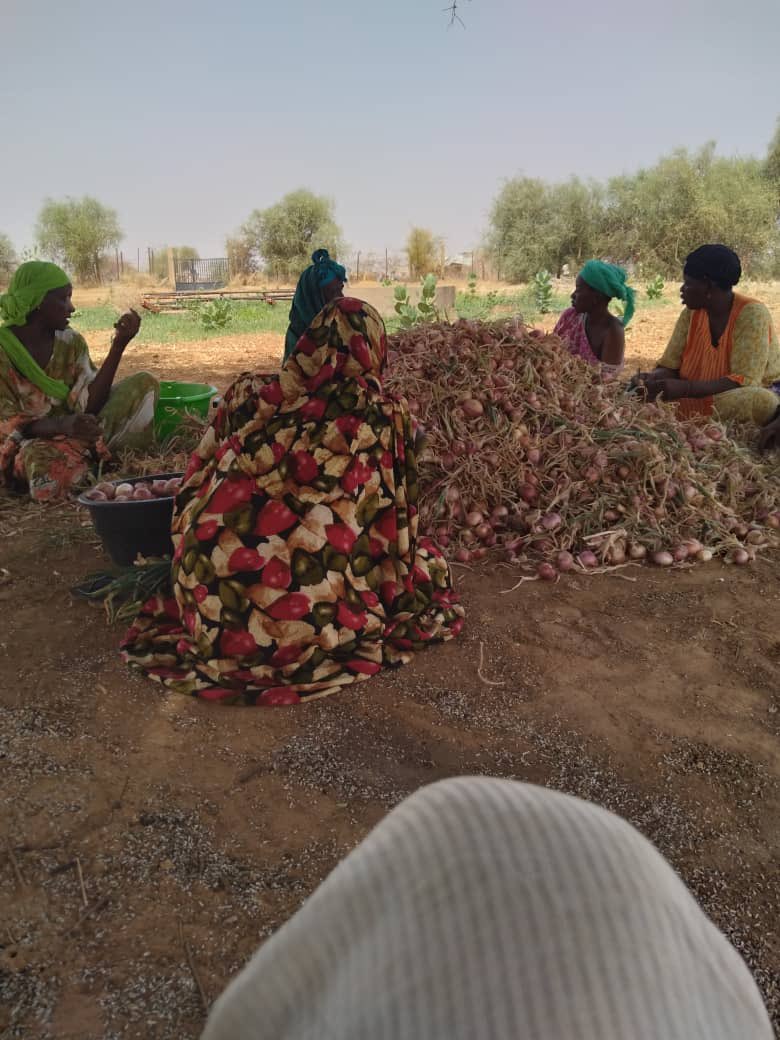 AFPHY1's tweet photo. Première récolte du projet WAJE (women agriculture Job empowerment), une initiative d’ @AFPHY1 au profit de 102 femmes en milieu rural, financée par #silentwork et #wildeganzen 🎉 https://t.co/kPgallfh1e