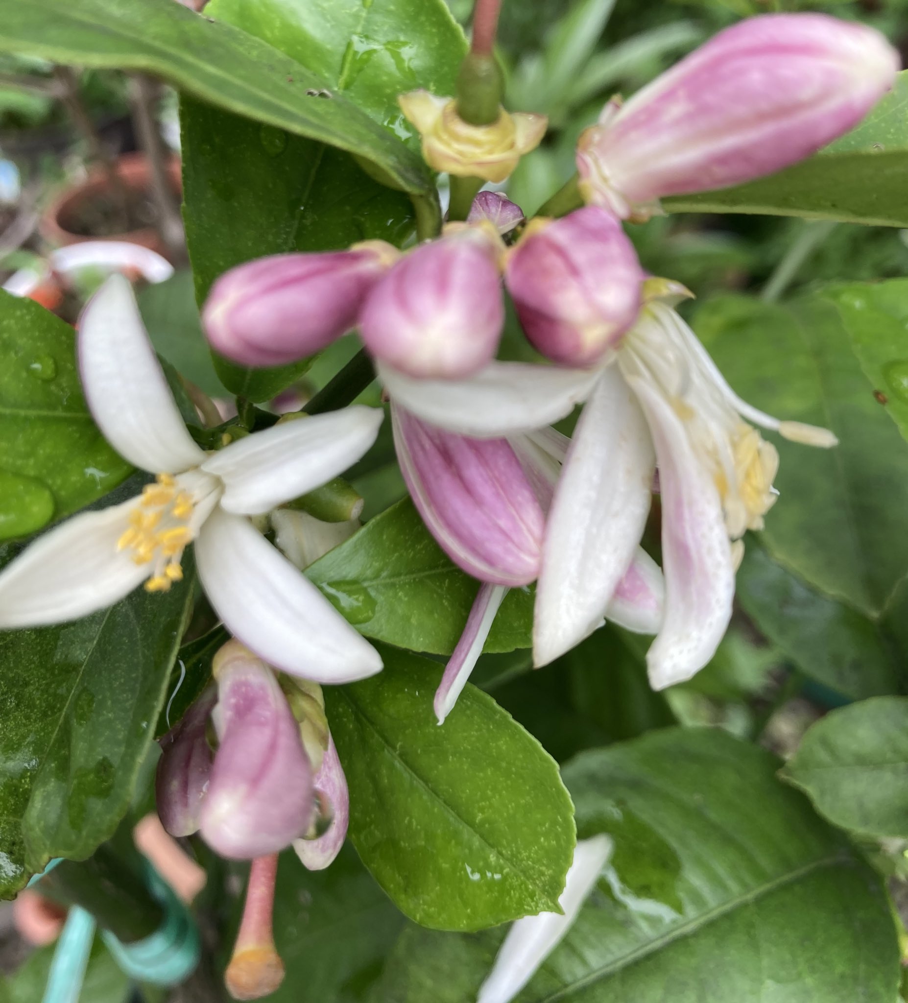 Aorangi レモン の花が 咲いています 蕾もたくさん ガーデニング ガーデニング初心者 花好き レモン T Co Egoycyesvm Twitter