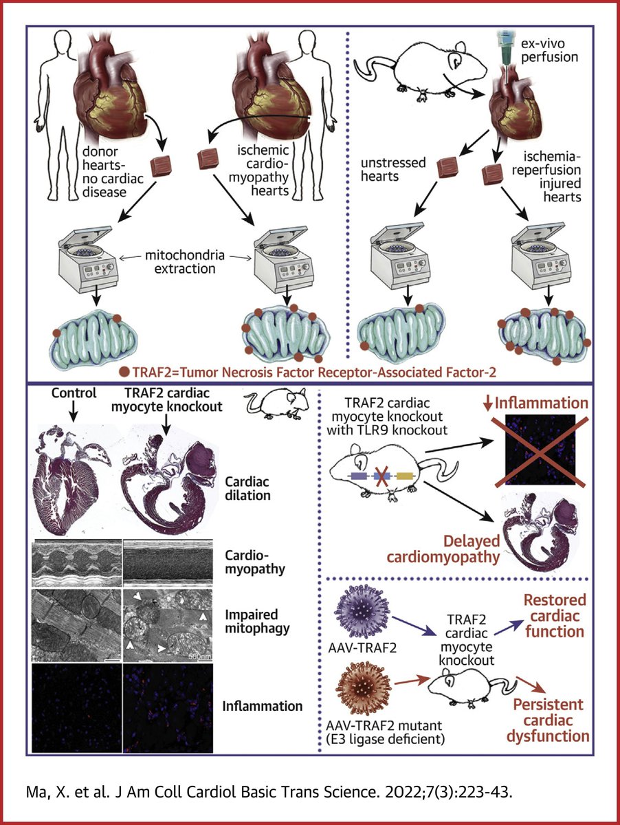 JACCJournals's tweet photo. Find out what the role of #TRAF2 is in cardiomyocyte mitophagy in the adult heart in #JACCBTS ➡️  https://t.co/t10uv3caUF

#CardioTwitter #Homeostasis #BasicScience #TranslationalScience https://t.co/tQcB3xneSz