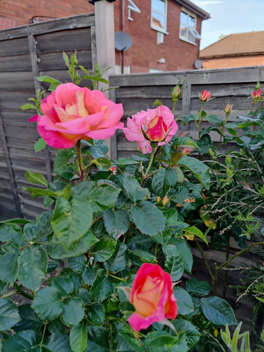VylaRollins's tweet photo. ...and this was awaiting me at home upon my arrival today; bloomed whilst I was away. @LBS #STRETCH2022 @LBS #LBSExecEd @DanaAllenD @edithlemieux #STEMeducation #STEM https://t.co/7sSEsshRUO