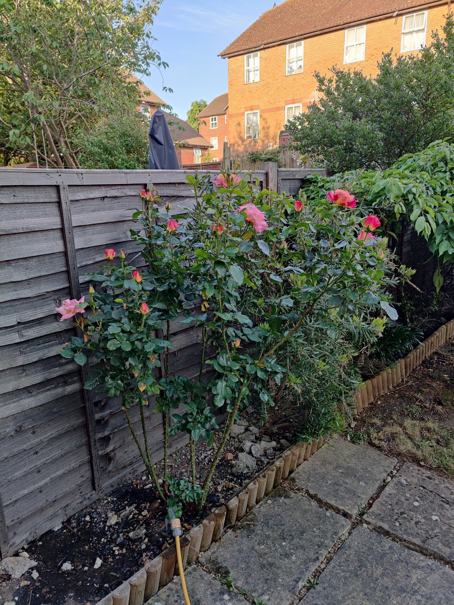 VylaRollins's tweet photo. ...and this was awaiting me at home upon my arrival today; bloomed whilst I was away. @LBS #STRETCH2022 @LBS #LBSExecEd @DanaAllenD @edithlemieux #STEMeducation #STEM https://t.co/7sSEsshRUO