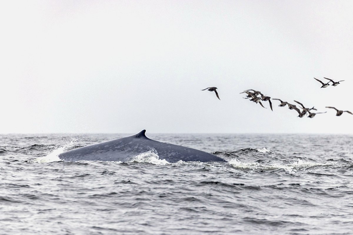 OceanicSociety's tweet photo. Our Farallones Whale and Wildlife Watching trips are running now through November and overlap with the seabird nesting season, making it an eggcellent trip for birders!

Join us 🦆 https://t.co/3HTfwX7r5L

📸 Rhys Watkin
#WorldMigratoryBirdDay #WMBD2022 https://t.co/lFE4gYvPLA