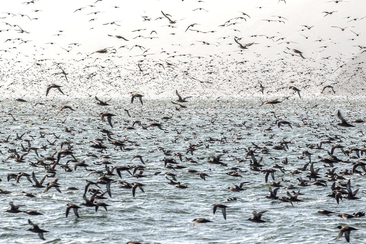 OceanicSociety's tweet photo. Our Farallones Whale and Wildlife Watching trips are running now through November and overlap with the seabird nesting season, making it an eggcellent trip for birders!

Join us 🦆 https://t.co/3HTfwX7r5L

📸 Rhys Watkin
#WorldMigratoryBirdDay #WMBD2022 https://t.co/lFE4gYvPLA
