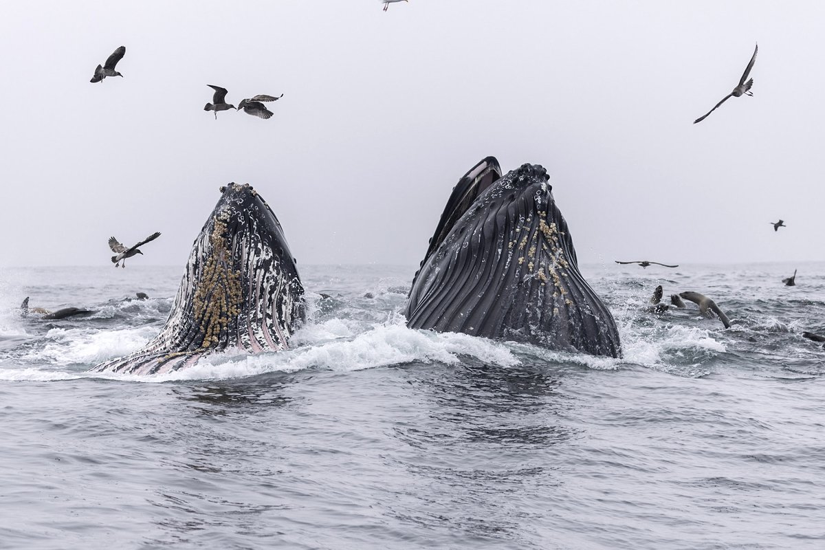 OceanicSociety's tweet photo. Our Farallones Whale and Wildlife Watching trips are running now through November and overlap with the seabird nesting season, making it an eggcellent trip for birders!

Join us 🦆 https://t.co/3HTfwX7r5L

📸 Rhys Watkin
#WorldMigratoryBirdDay #WMBD2022 https://t.co/lFE4gYvPLA