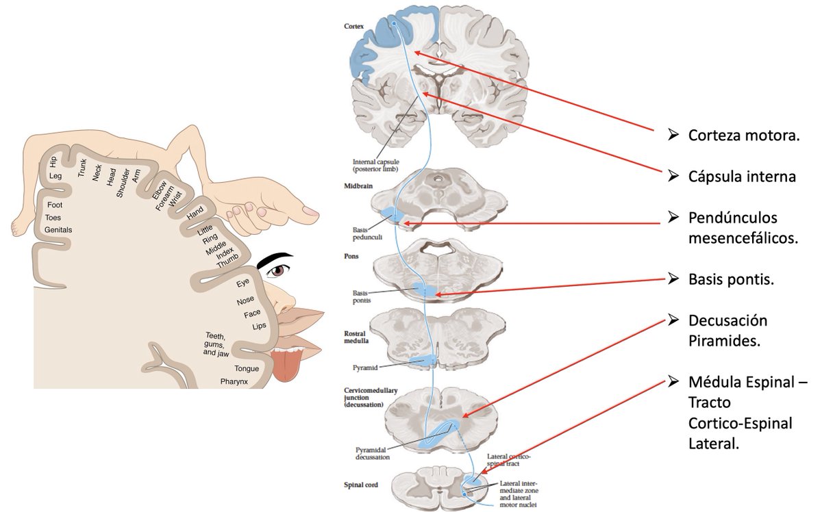 NeuroLohman tweet media
