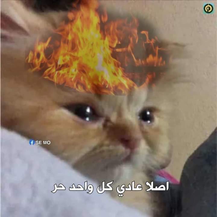 لما حد يقرب من شخصي المفضل: