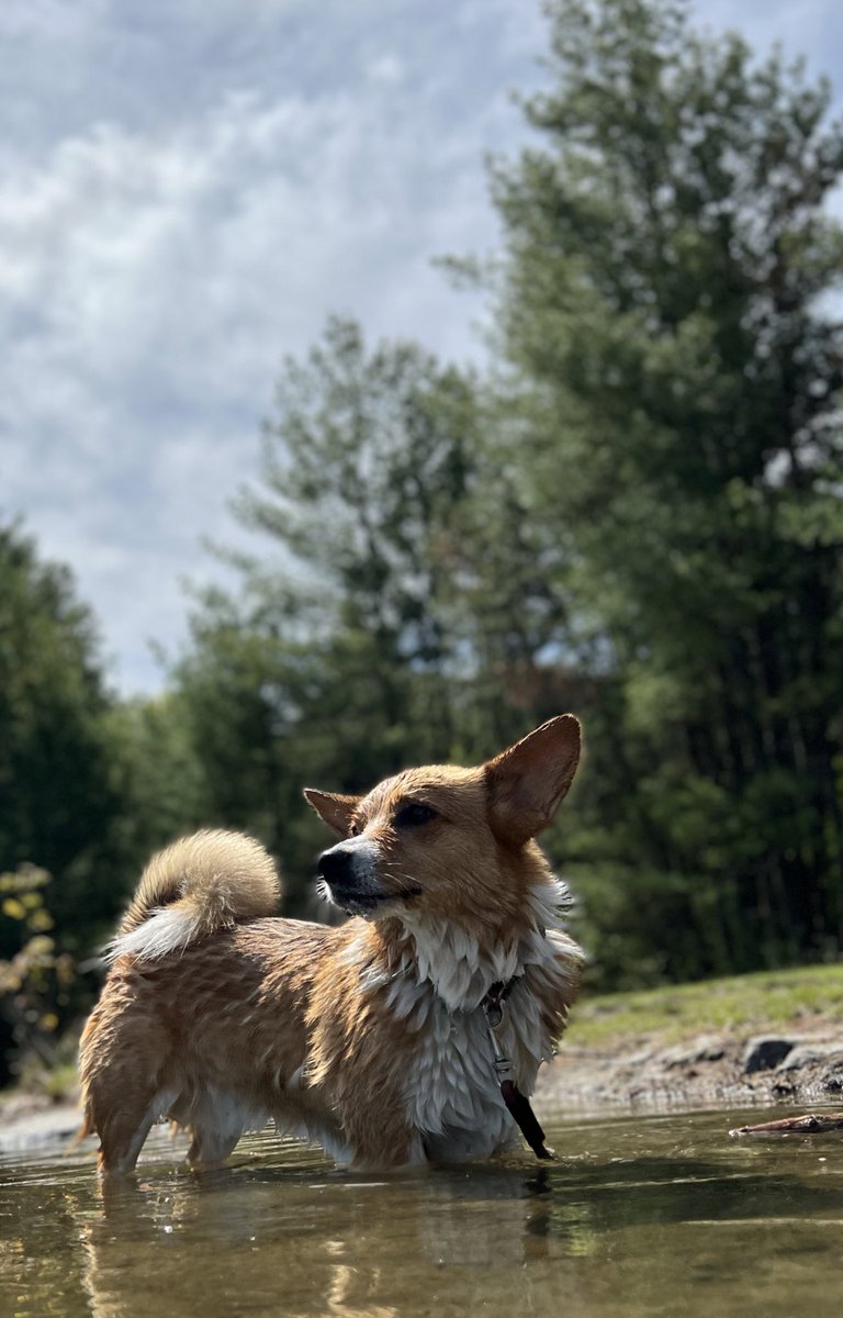 Trondood tweet media