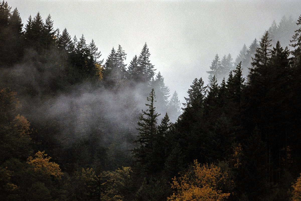 johncwingfield's tweet photo. Northwestern fall, captured on film https://t.co/04nYpmRzUc